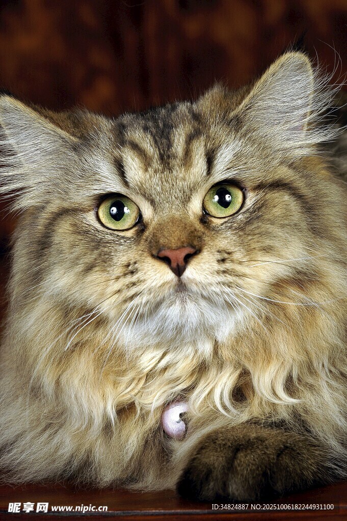 长毛猫特写