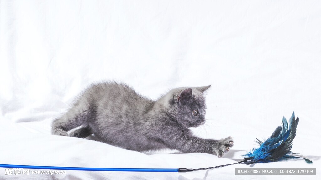 灰猫玩逗猫棒