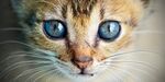 蓝眼萌猫特写