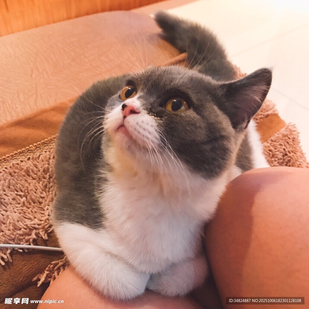 萌猫仰头望主人