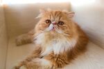 可爱长毛橘猫慵懒姿态
