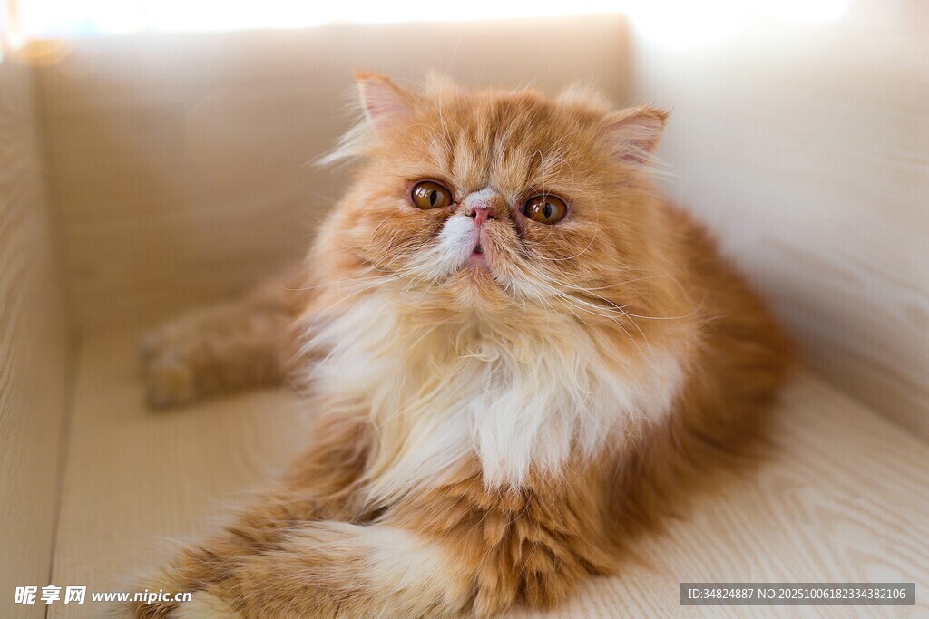 可爱长毛橘猫慵懒姿态