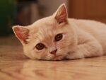 趴着的可爱浅色小猫