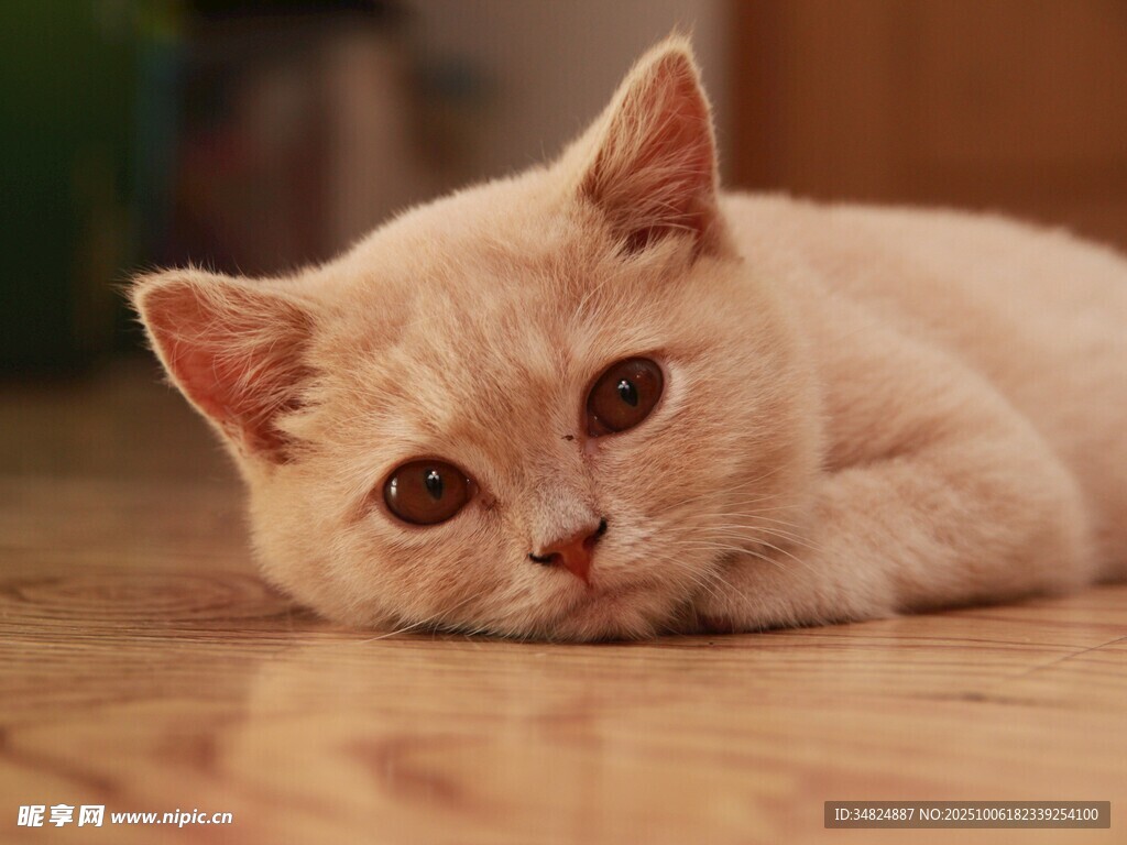 趴着的可爱浅色小猫