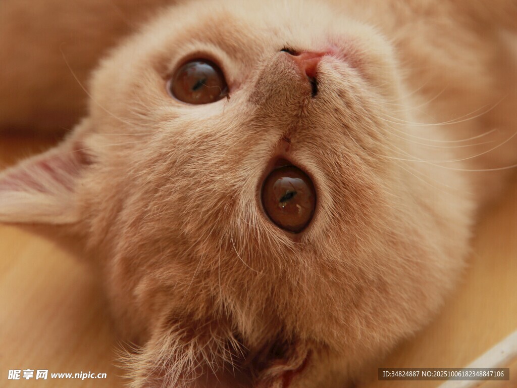 仰头卖萌的可爱小猫咪