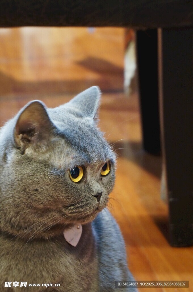 灰猫吐舌可爱瞬间
