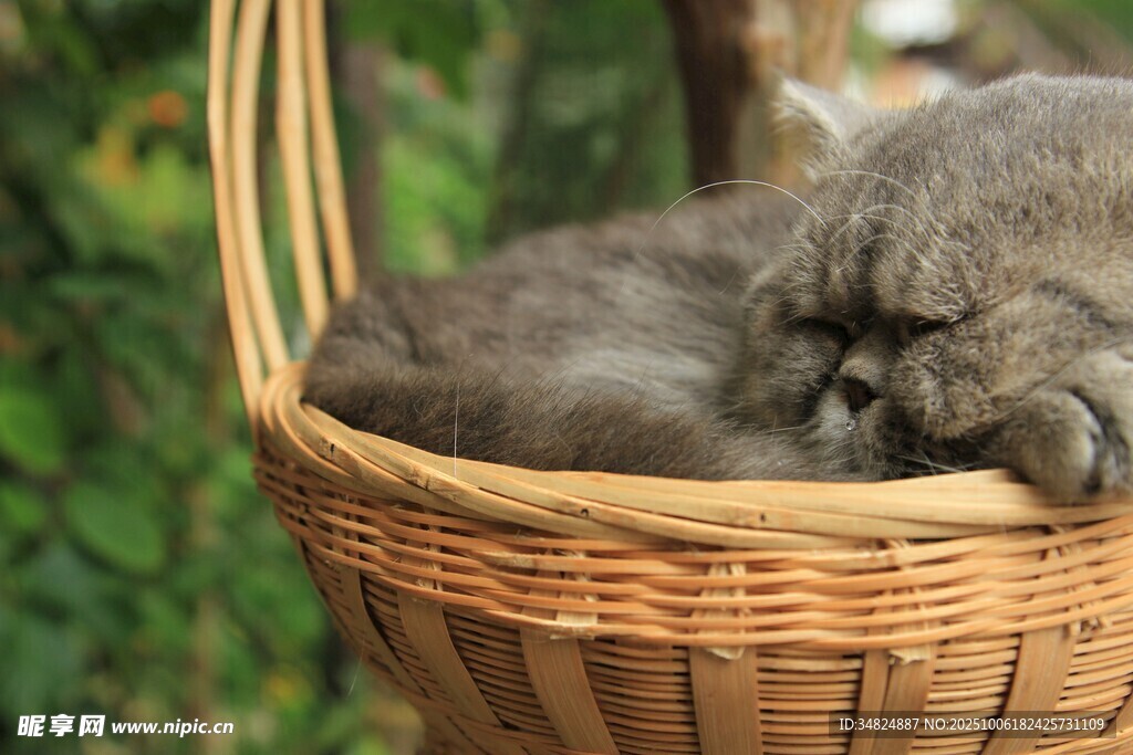 篮子里酣睡的可爱猫咪