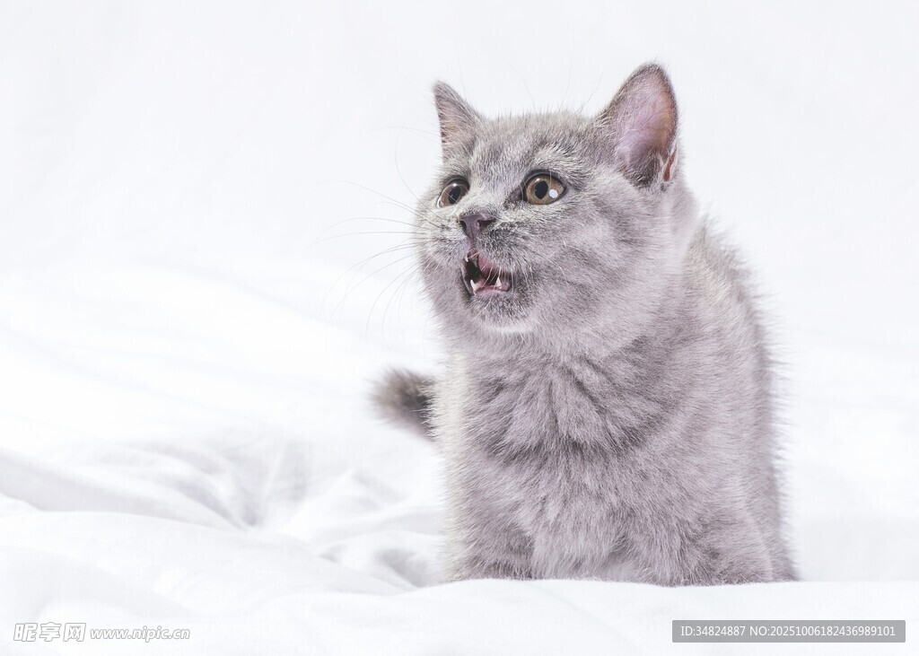 灰色猫咪坐于白色床面