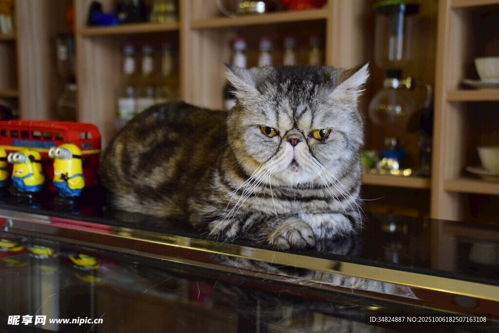 慵懒猫咪趴于桌面