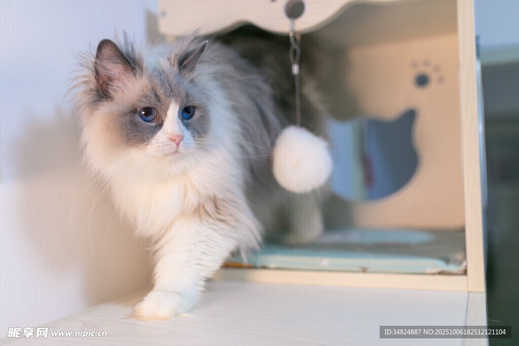可爱布偶猫在置物架上玩耍