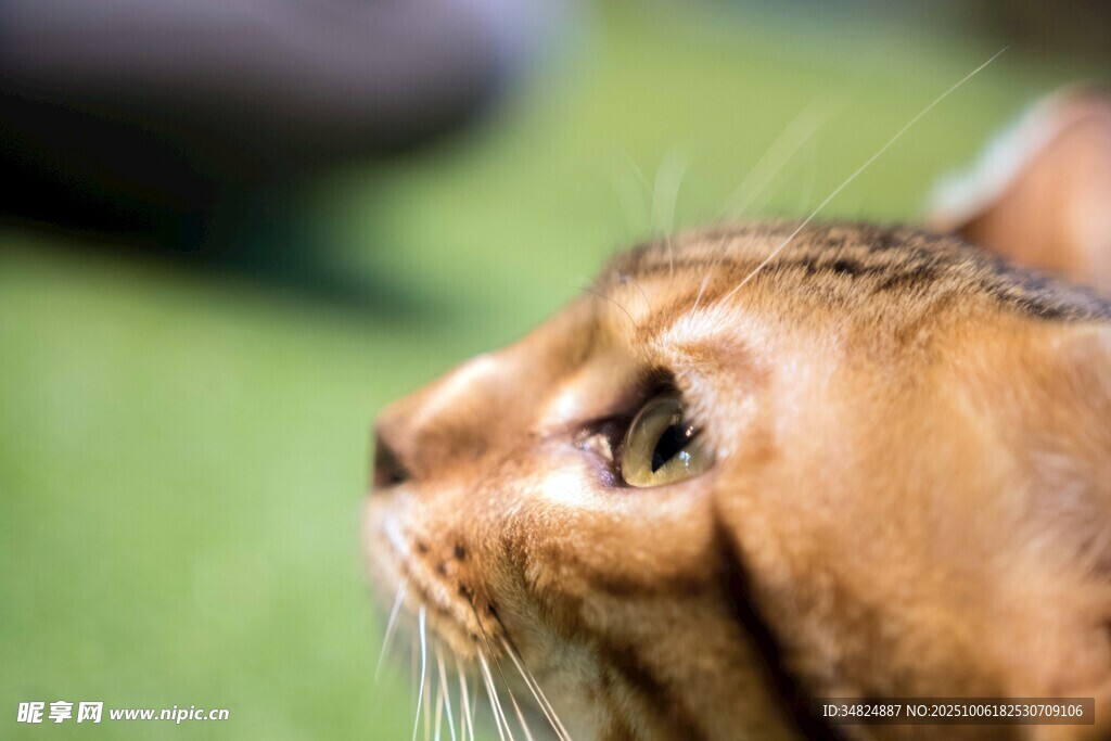 橘猫侧颜特写
