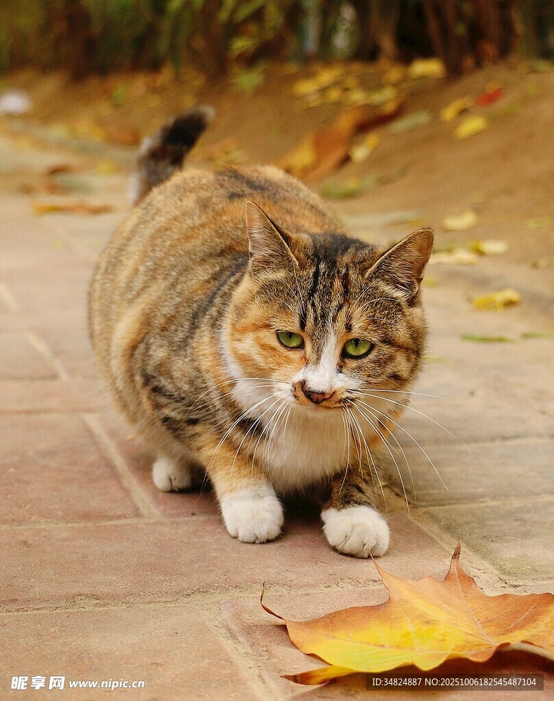 秋日萌猫与落叶
