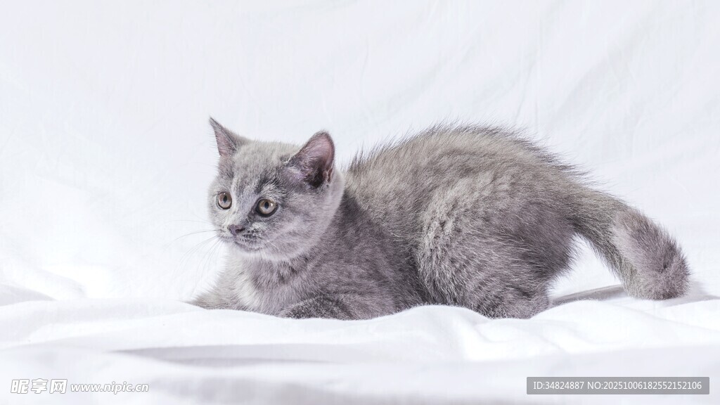 可爱灰猫侧卧于白色背景