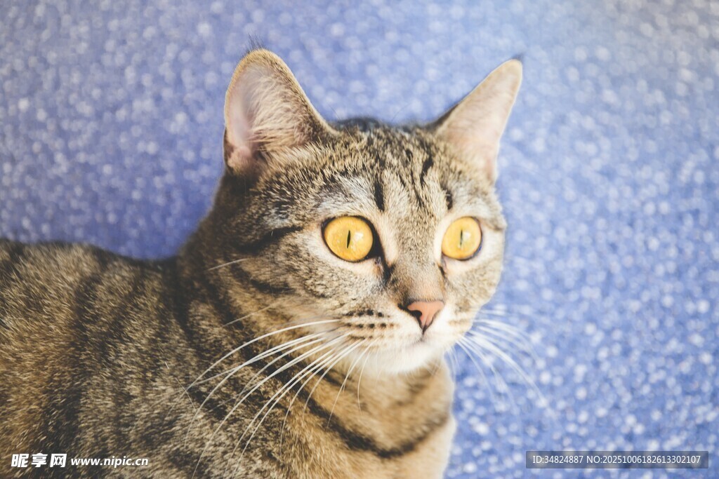 可爱虎斑猫抬头凝望