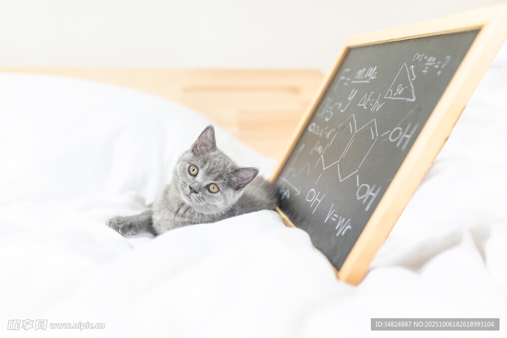 小猫躲在黑板旁的温馨画面