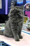 可爱灰猫坐于粉色垫子上