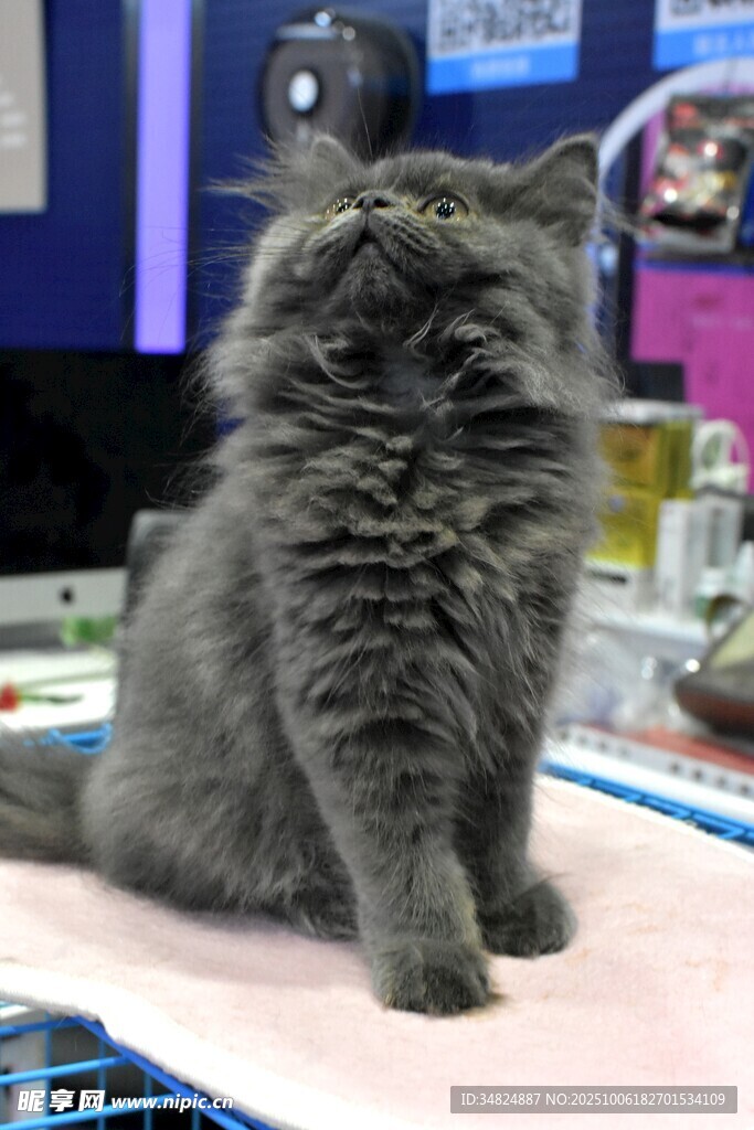 可爱灰猫坐于粉色垫子上
