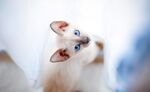 蓝眼暹罗猫可爱瞬间