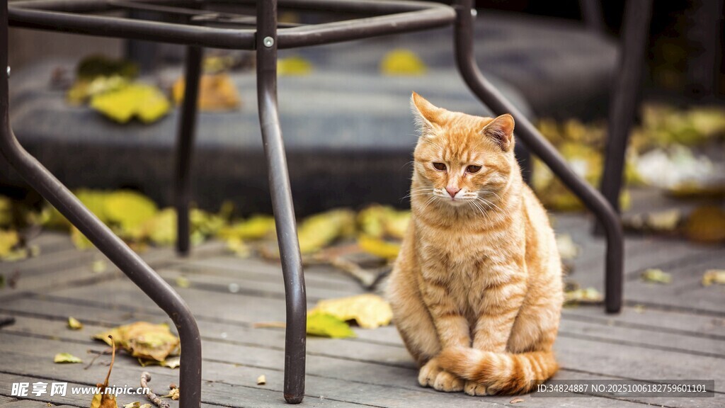 户外木椅旁的橘猫