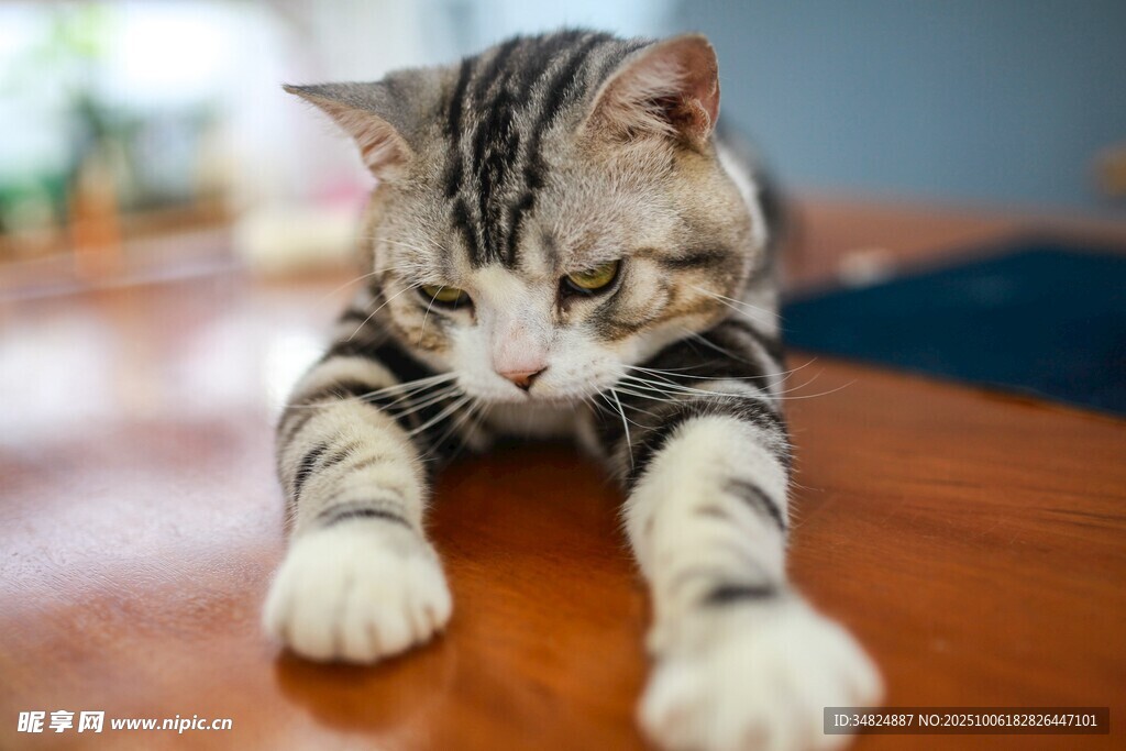伸懒腰的可爱条纹猫咪