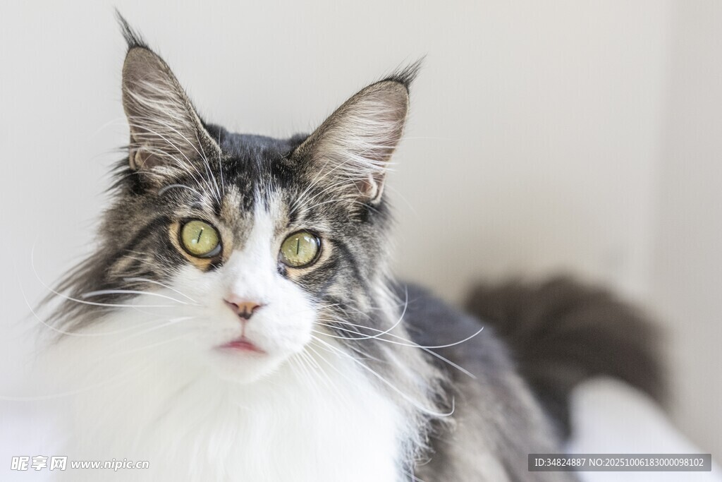 长毛猫特写