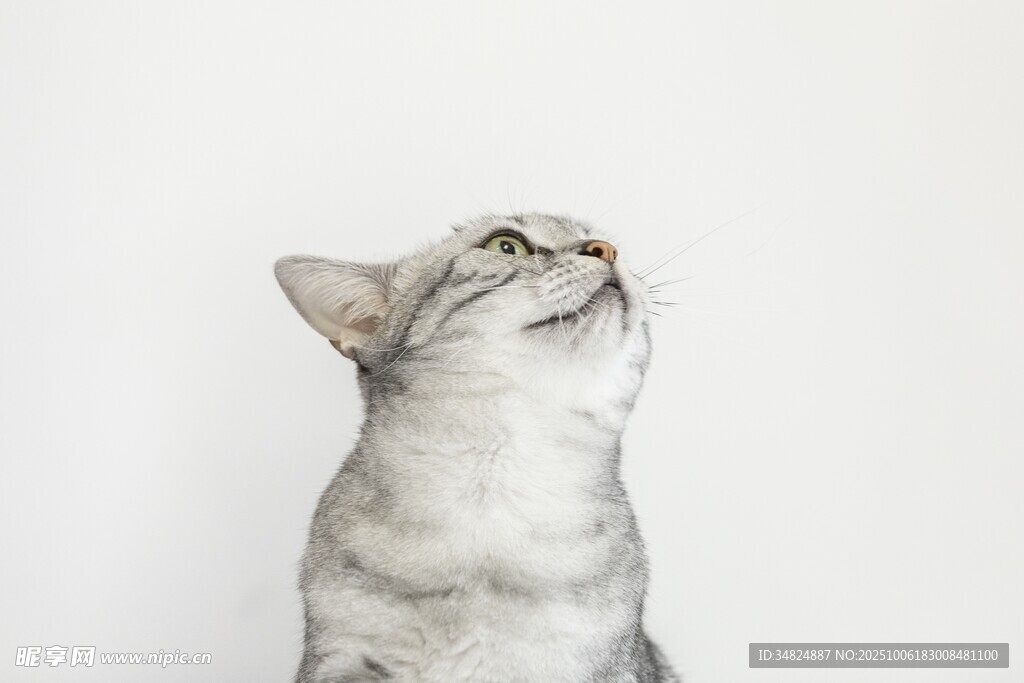 仰头猫咪的可爱瞬间