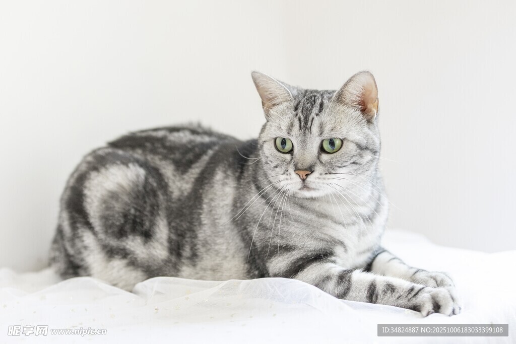 银纹猫咪惬意躺卧