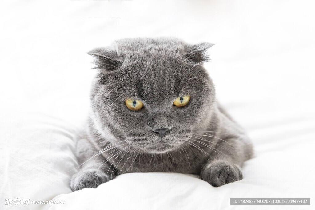 灰蓝猫咪趴卧姿态特写