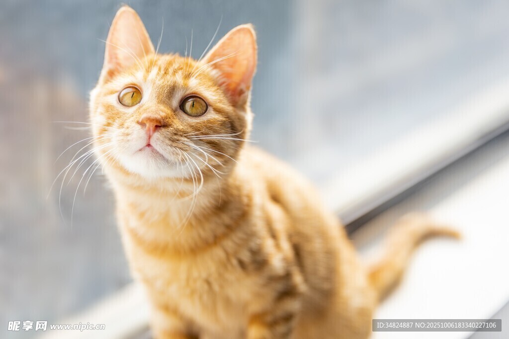 可爱橘猫抬头望
