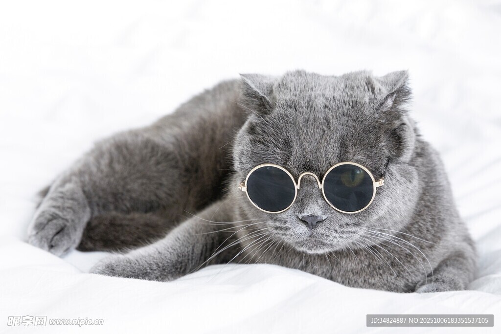 戴墨镜的酷萌猫咪