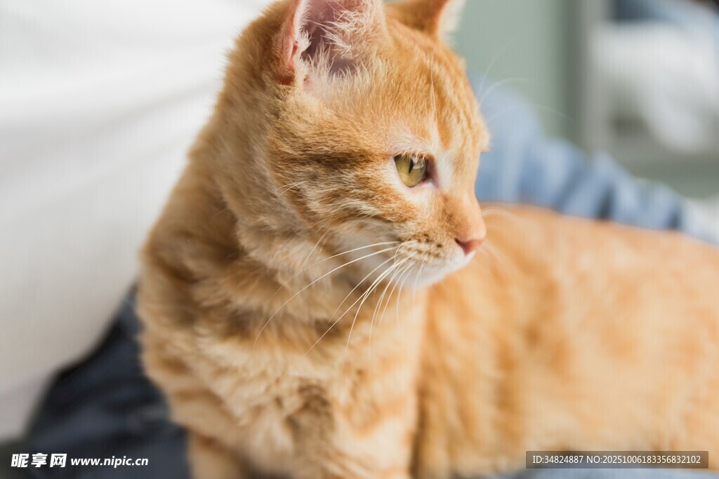 橘猫静坐