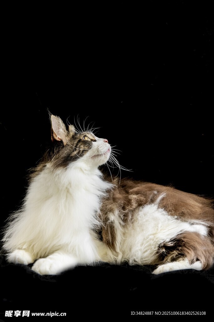 长毛猫侧卧姿态特写