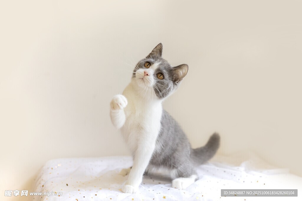 可爱小猫优雅端坐