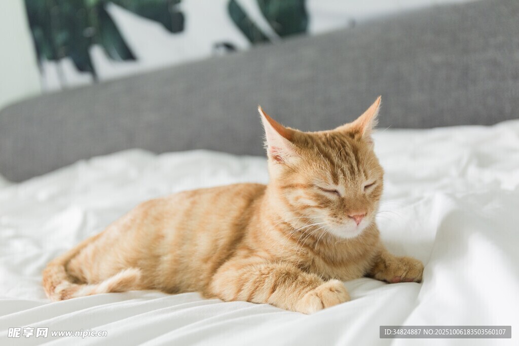 橘猫惬意躺于柔软床铺