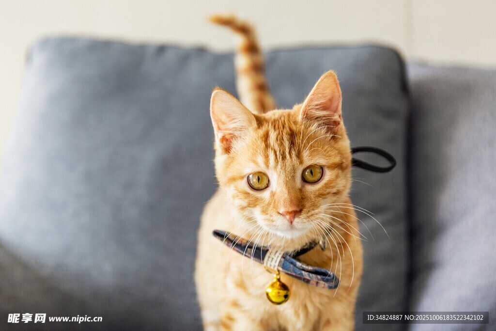可爱橘猫坐于沙发