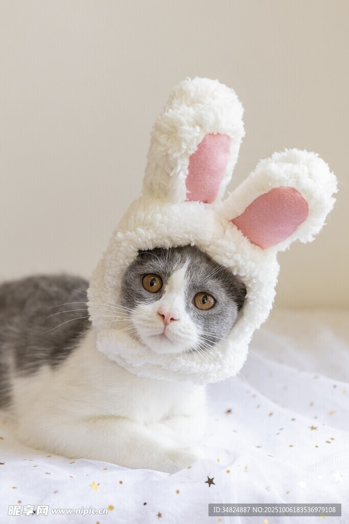 戴兔耳帽的可爱猫咪