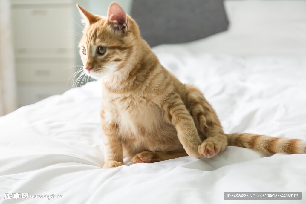 床上可爱猫咪坐姿乖巧