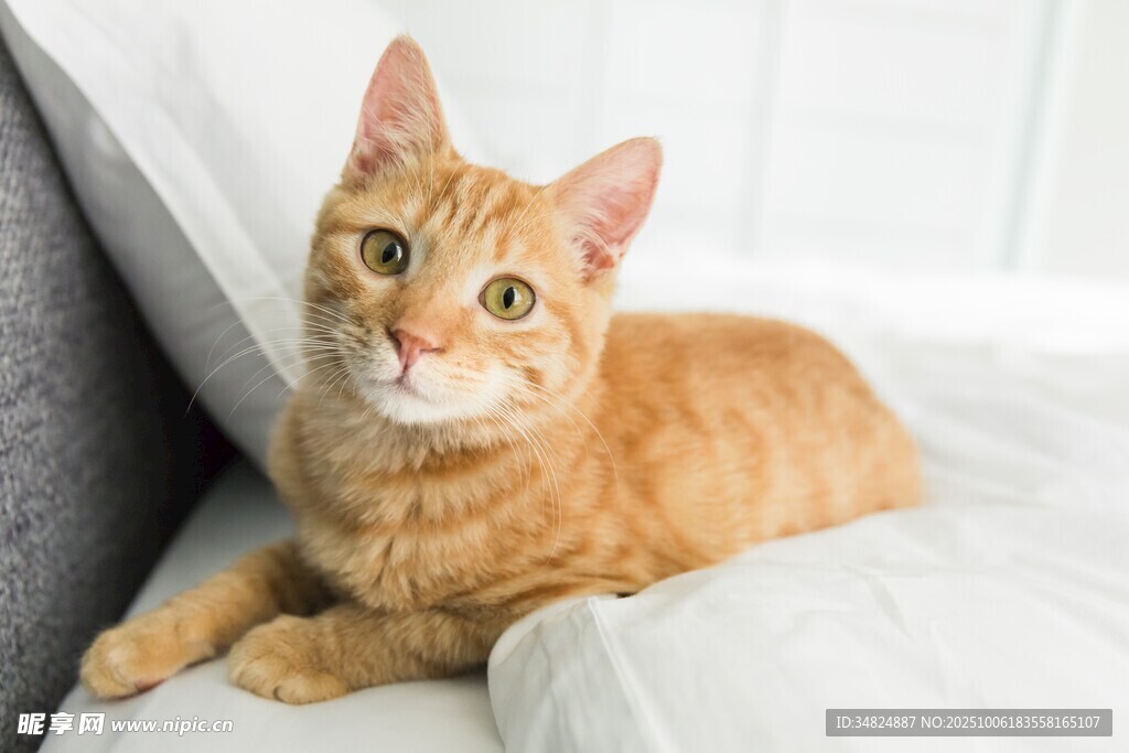 橘猫惬意躺卧