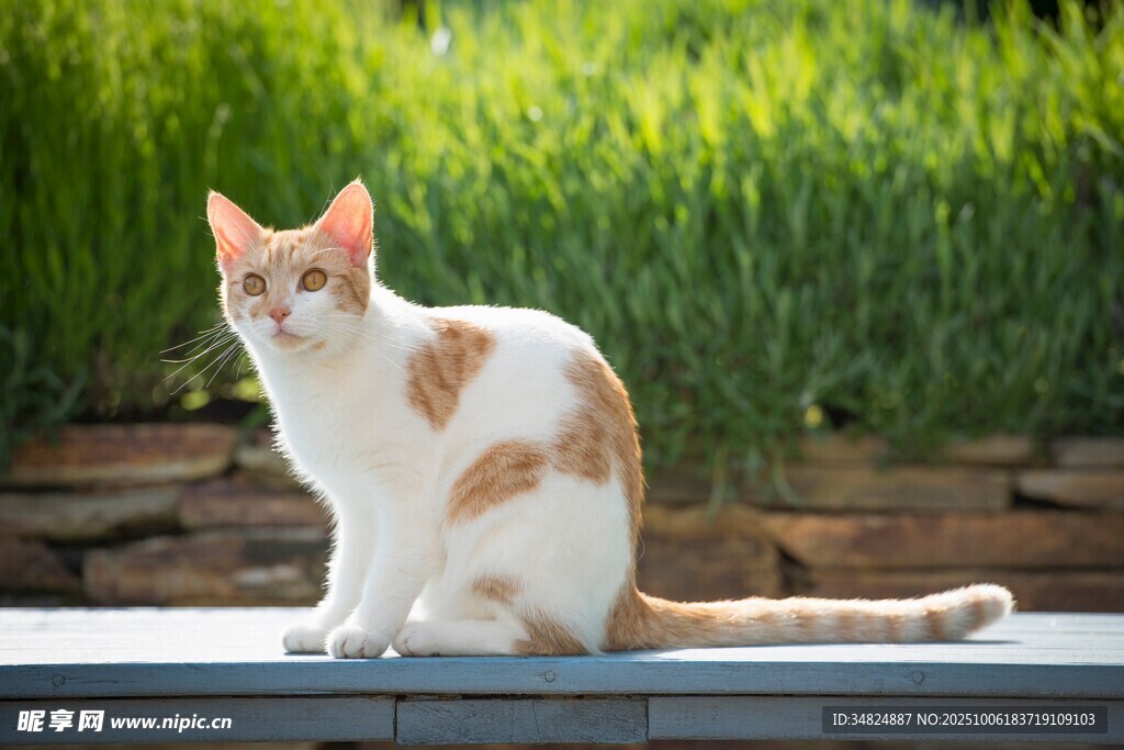 户外的白棕相间猫咪
