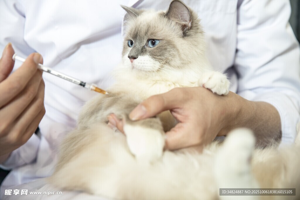猫咪接受兽医注射