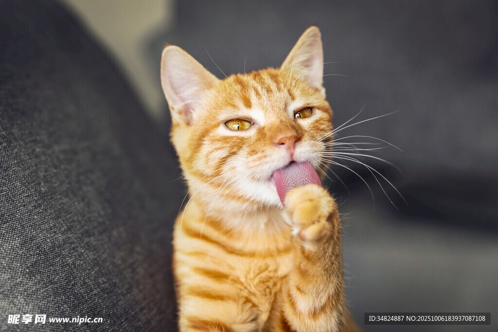 橘猫舔爪瞬间