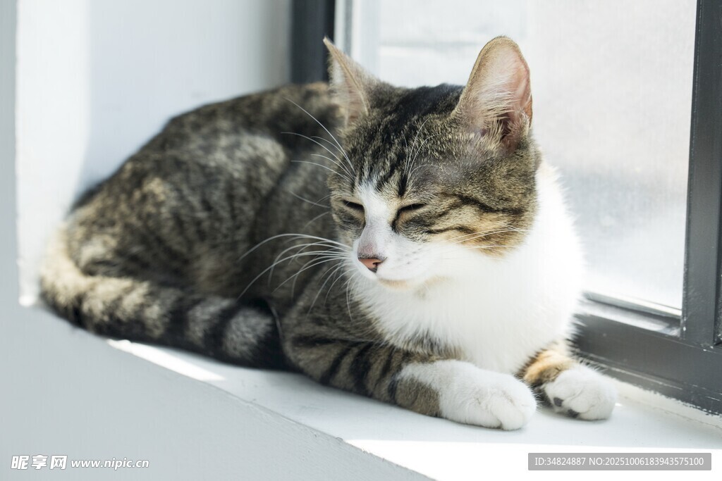 窗边慵懒猫咪