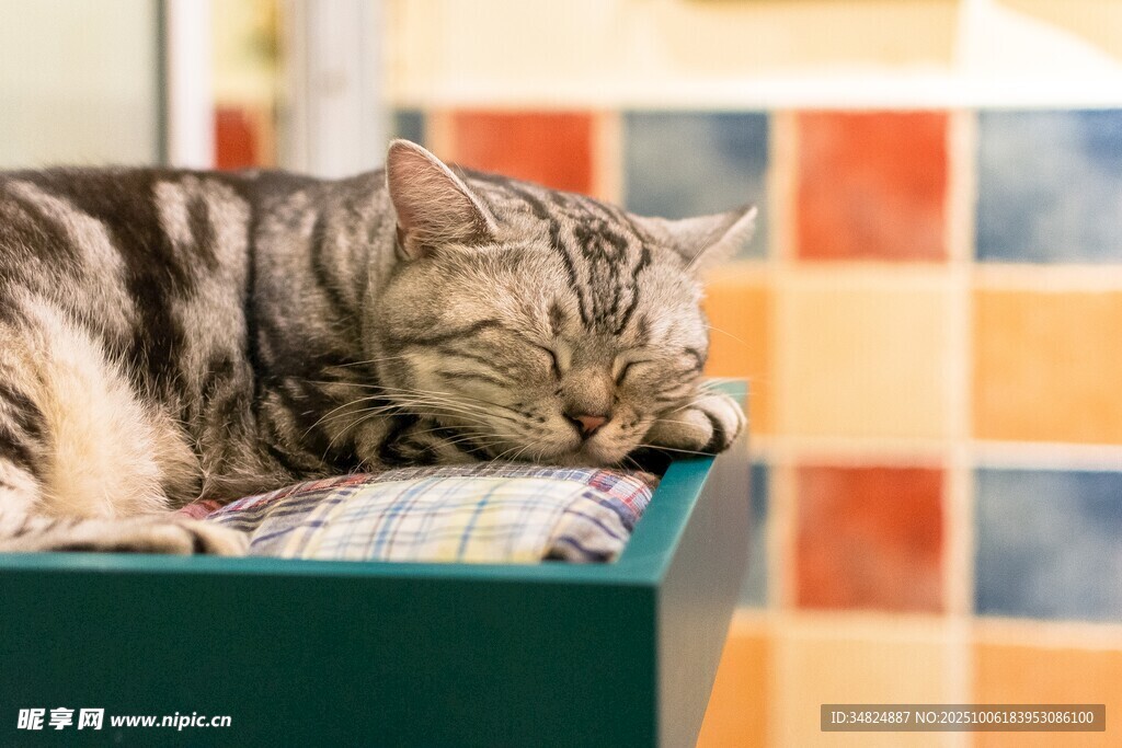 猫咪惬意趴卧在小盒上