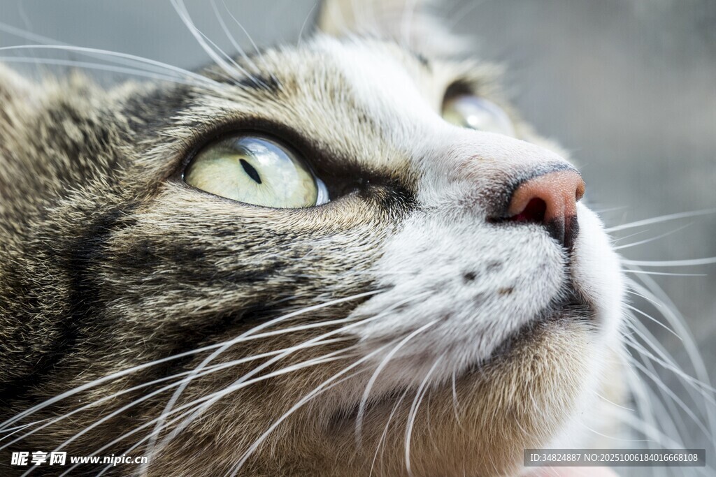 仰望的猫咪