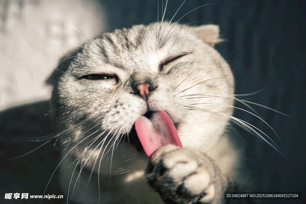 猫咪惬意舔毛瞬间