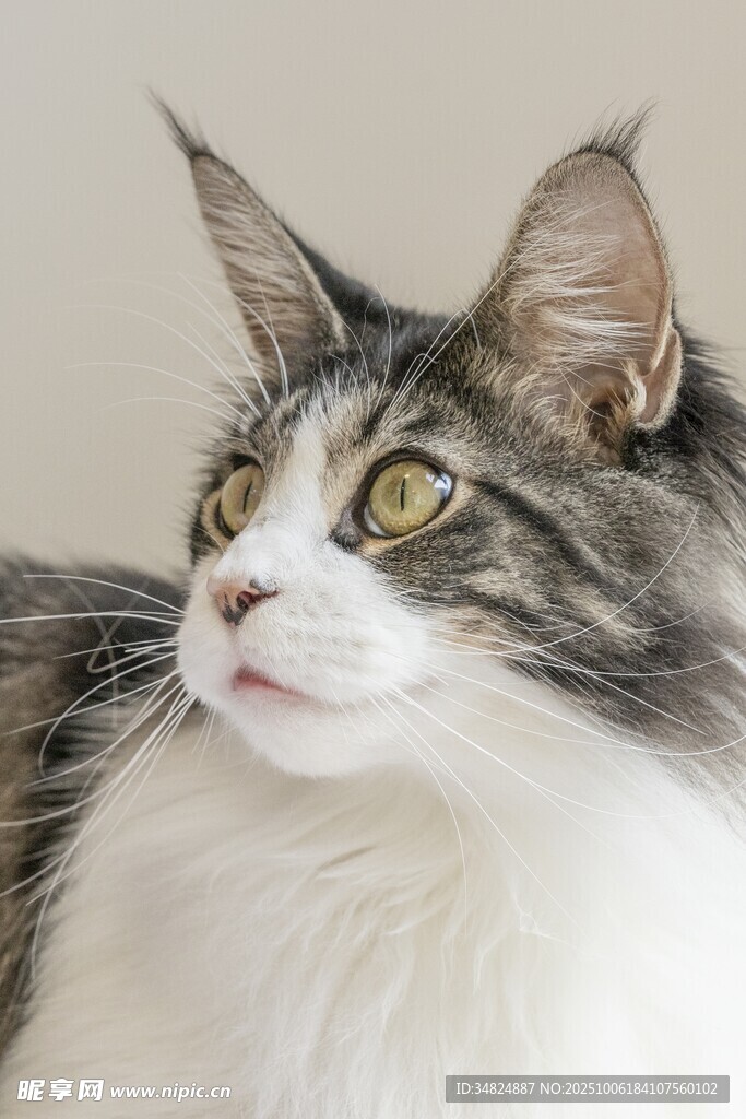 可爱长毛猫侧头凝视