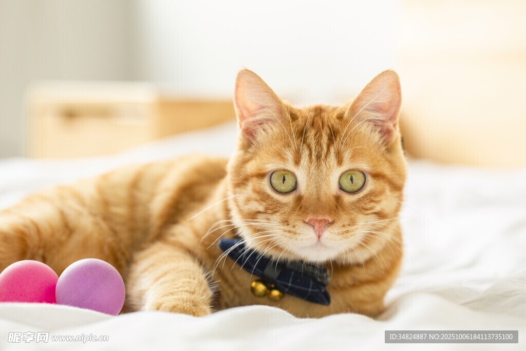 可爱橘猫玩彩色小球