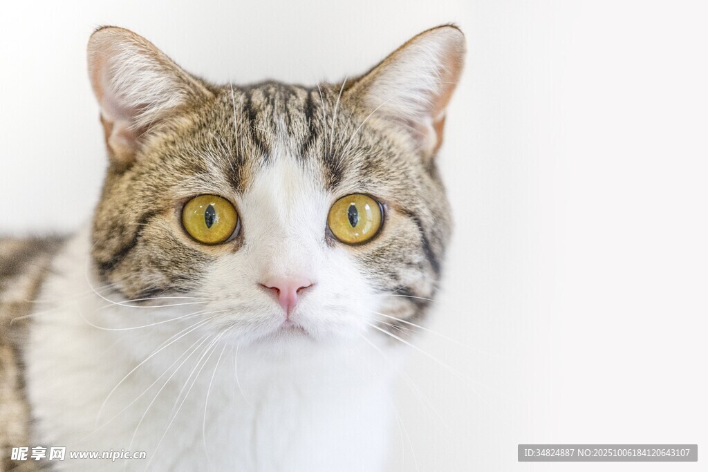 可爱斑纹猫特写