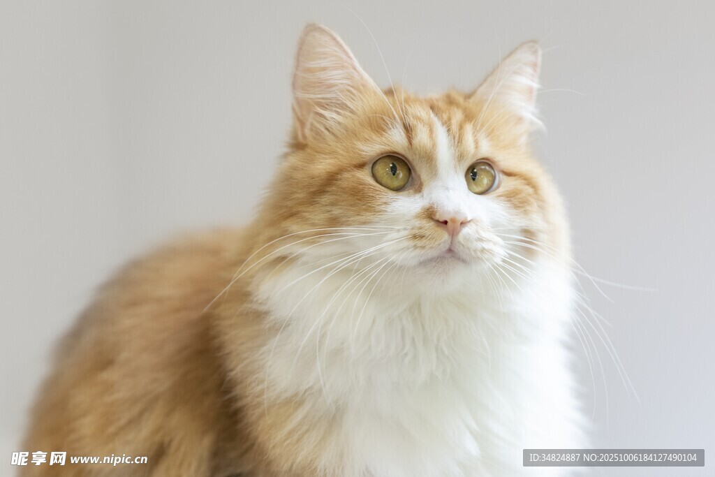 可爱长毛猫抬头凝望