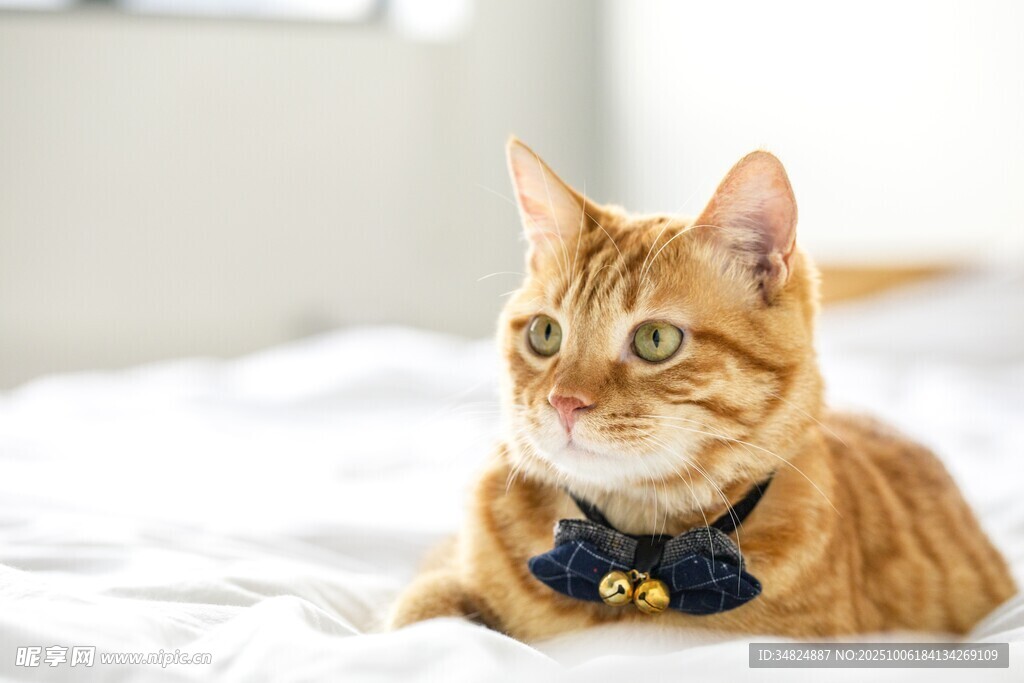 戴领结的橘猫